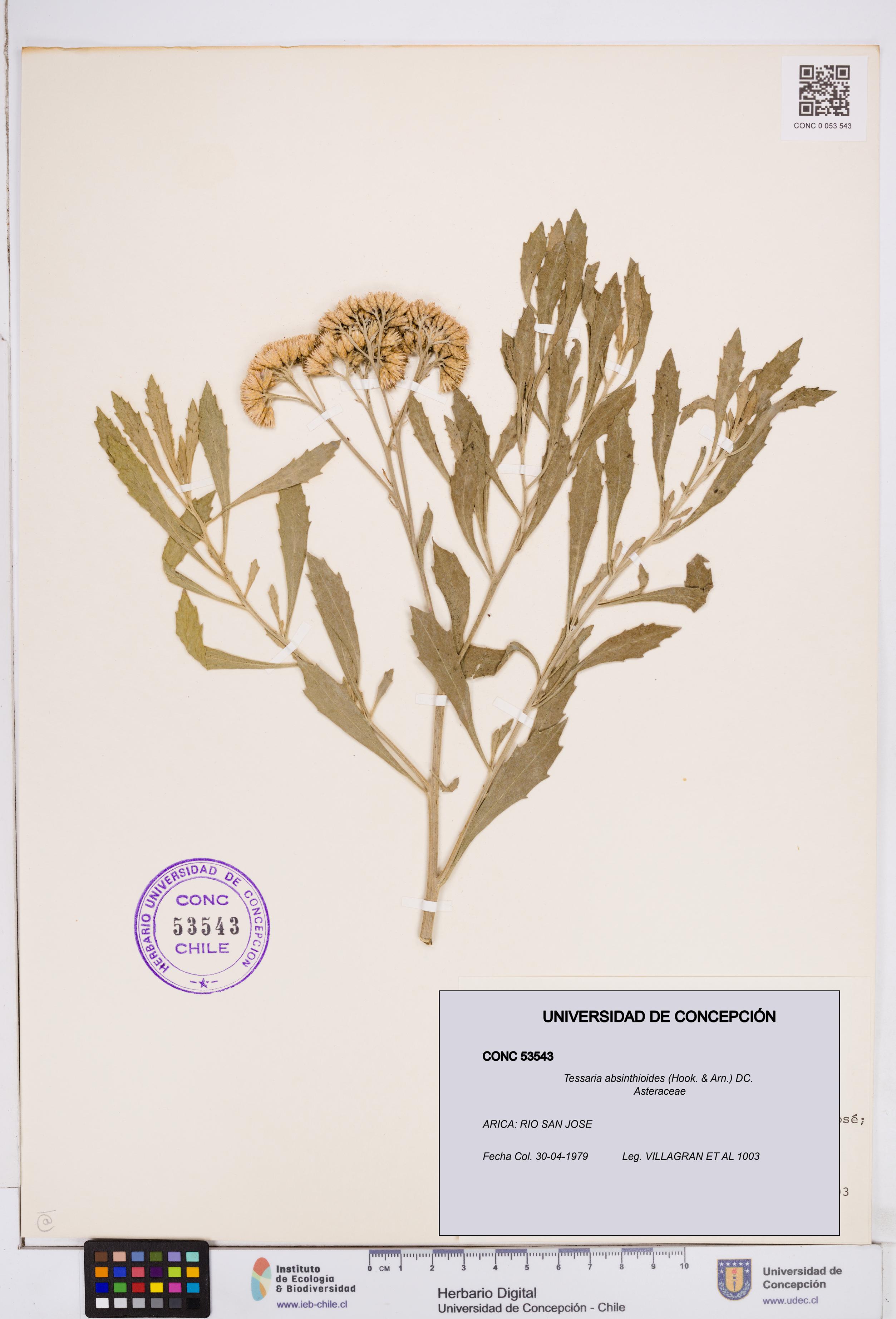 Tessaria absinthioides [Espécimen: ]