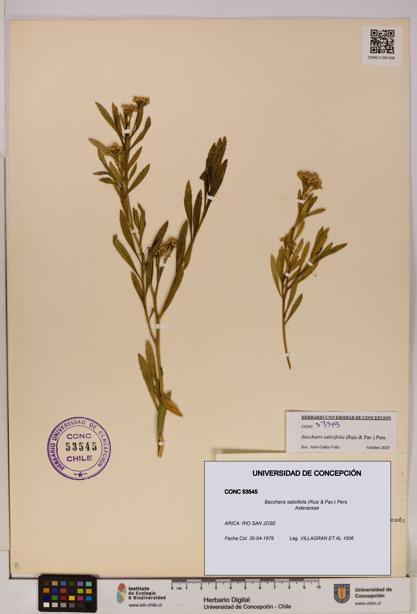 Baccharis salicifolia [Espécimen: UDEC:CONC:0053545]