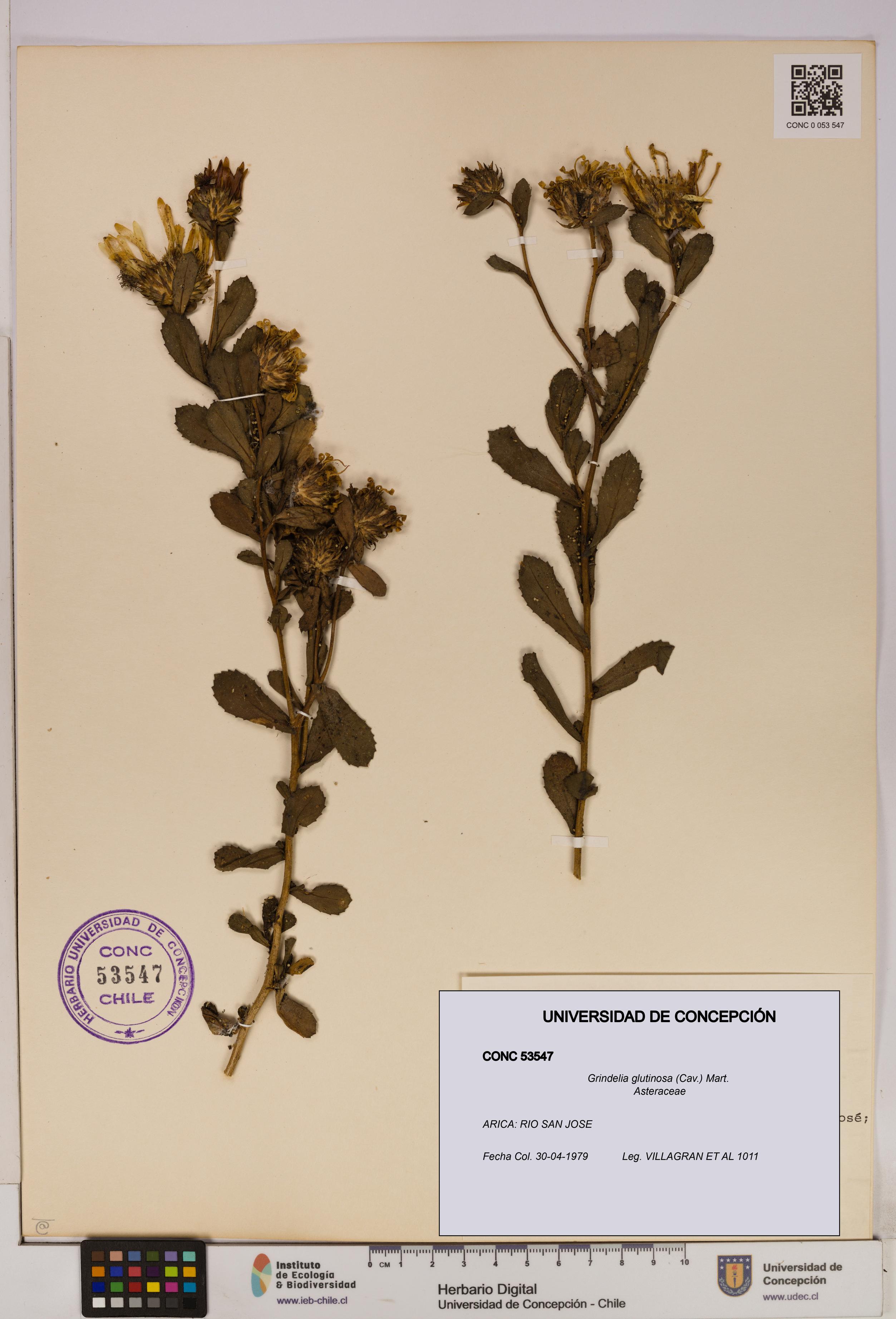 Grindelia glutinosa [Espécimen: UDEC:CONC:0053547]