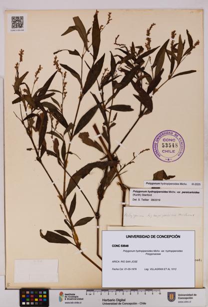 Polygonum hydropiperoides var. hydropiperoides [Espécimen: UDEC:CONC:0053548]