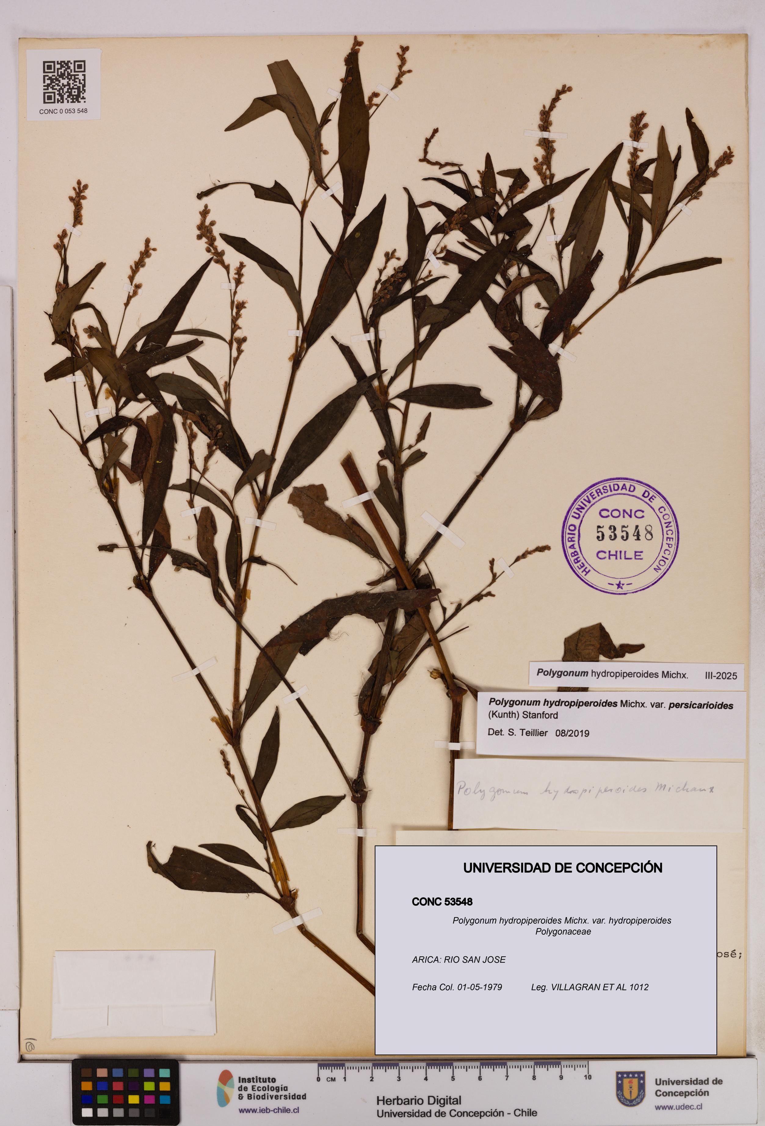 Polygonum hydropiperoides var. hydropiperoides [Espécimen: UDEC:CONC:0053548]
