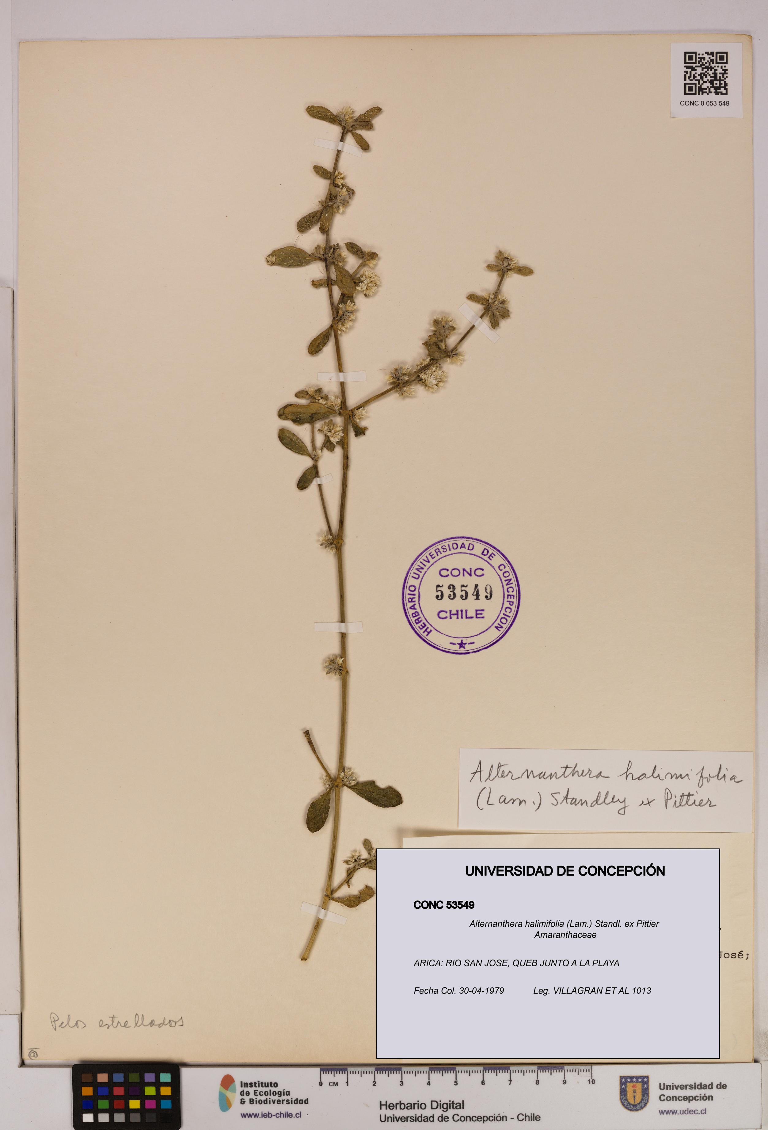 Alternanthera halimifolia [Espécimen: UDEC:CONC:0053549]