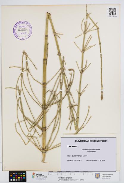 Equisetum xylochaetum [Espécimen: UDEC:CONC:0053554]