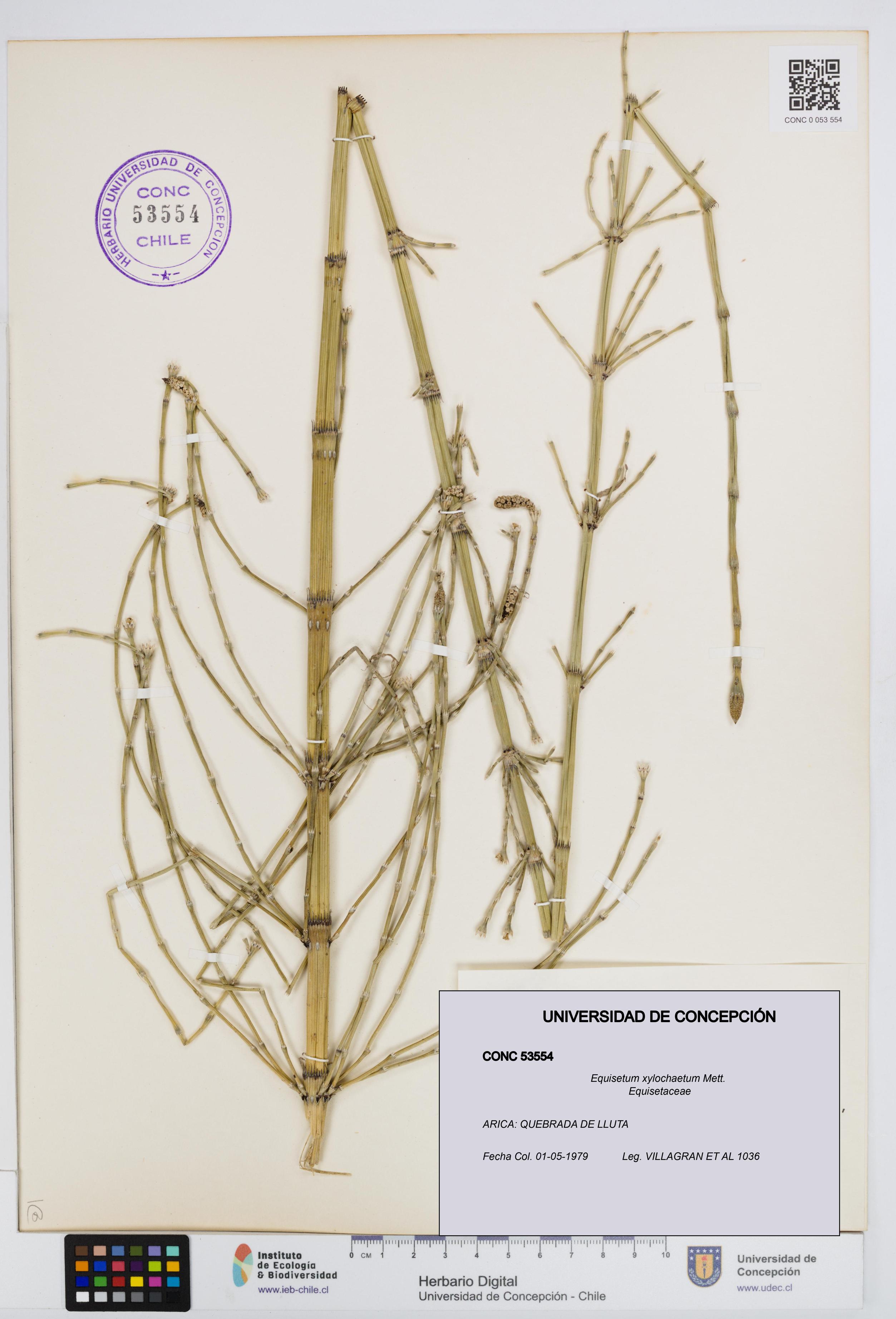 Equisetum xylochaetum [Espécimen: UDEC:CONC:0053554]