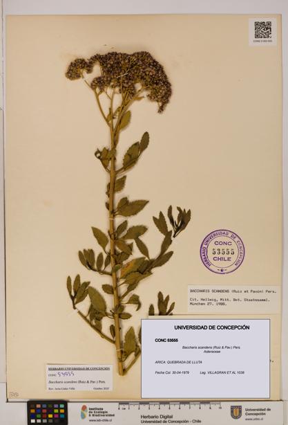 Baccharis scandens [Espécimen: UDEC:CONC:0053555]