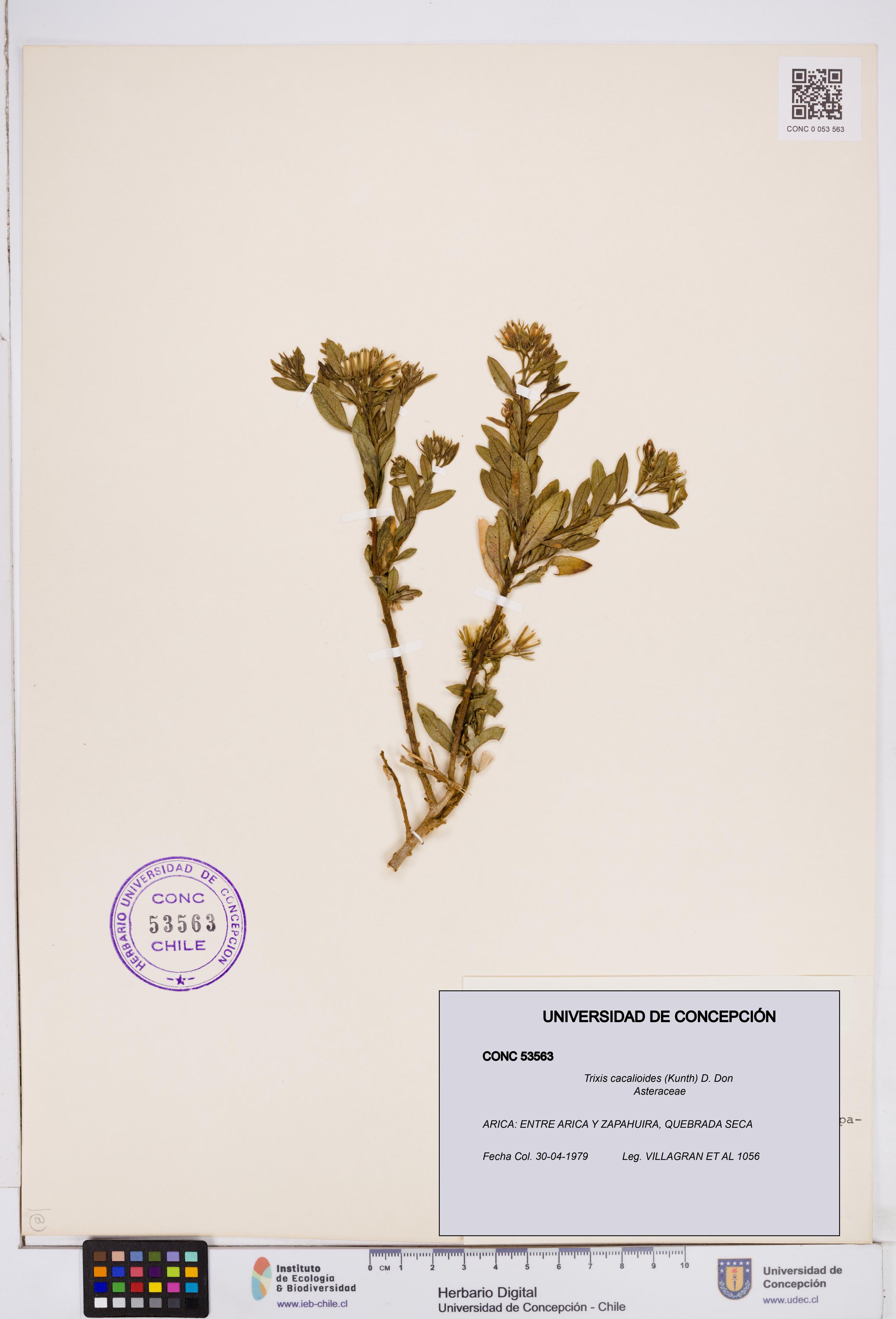 Trixis cacalioides [Espécimen: ]