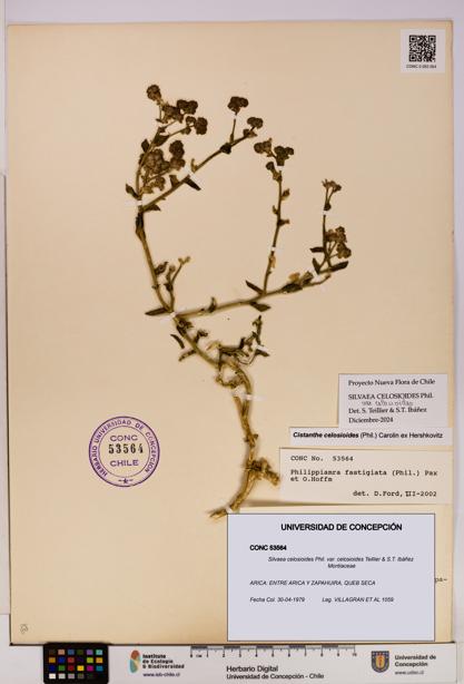 Silvaea celosioides var. celosioides [Espécimen: UDEC:CONC:0053564]
