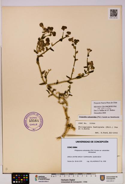 Philippiamra celosioides [Espécimen: ]