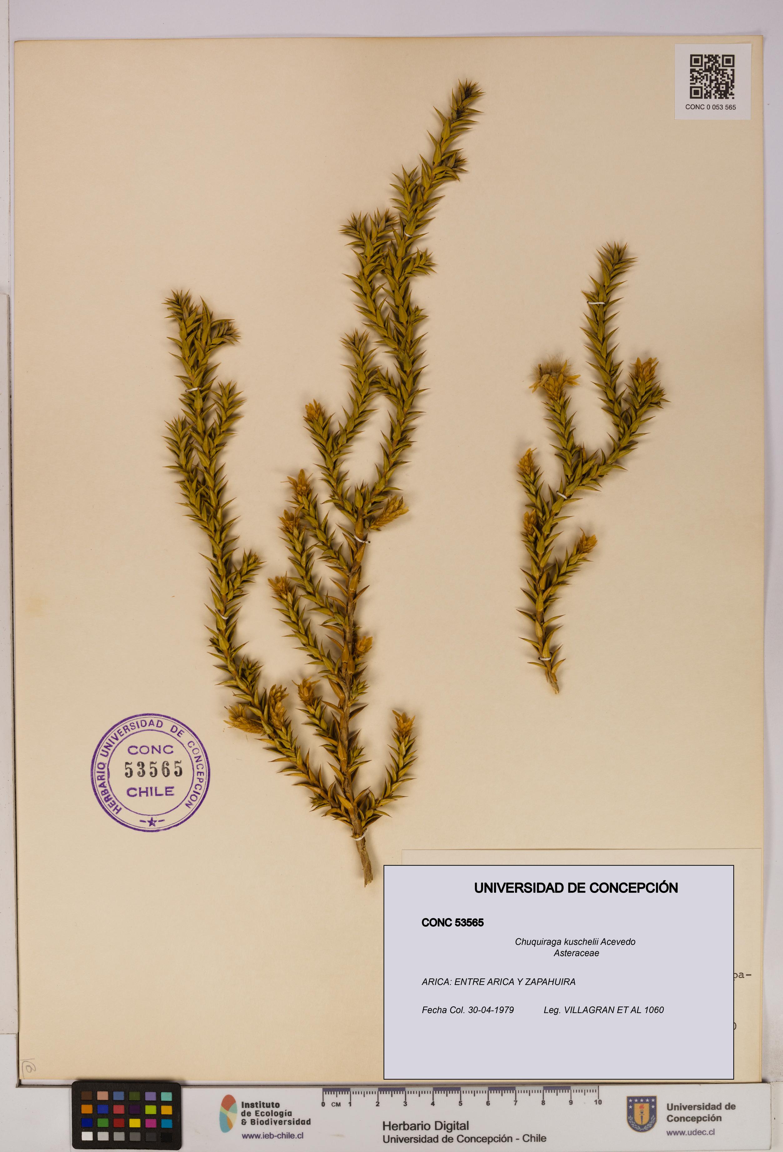 Chuquiraga kuschelii [Espécimen: UDEC:CONC:0053565]