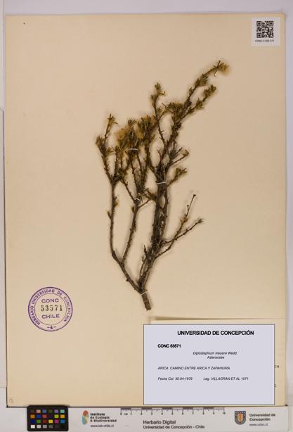 Diplostephium meyenii [Espécimen: UDEC:CONC:0053571]