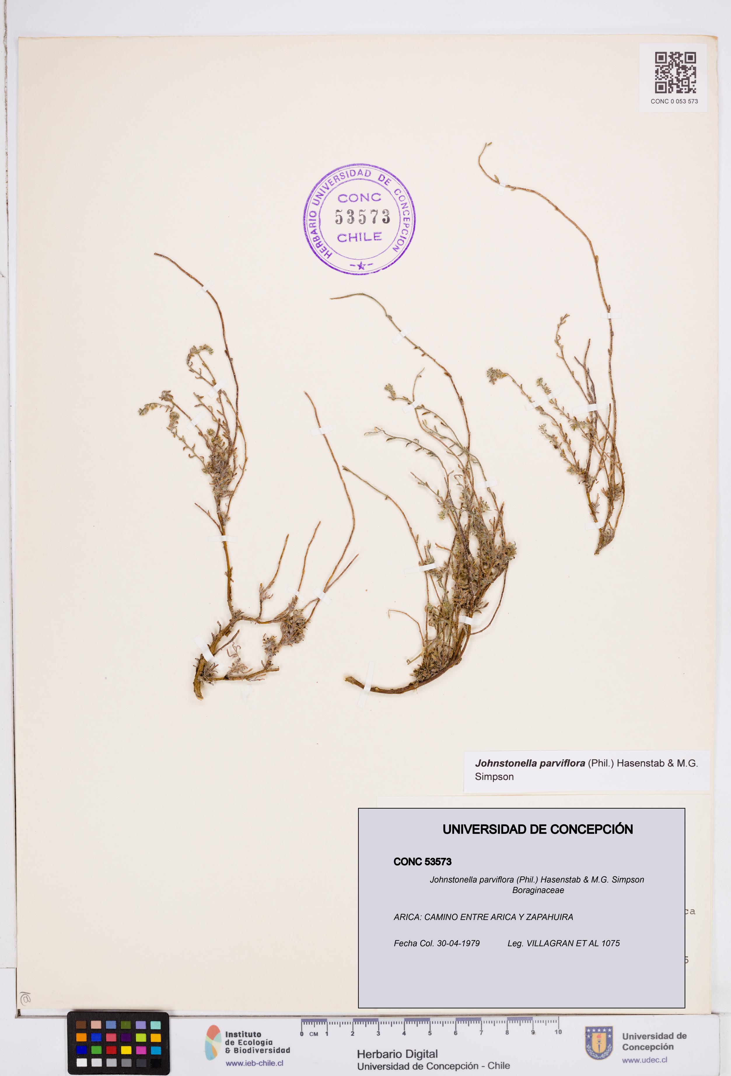 Johnstonella parviflora [Espécimen: ]