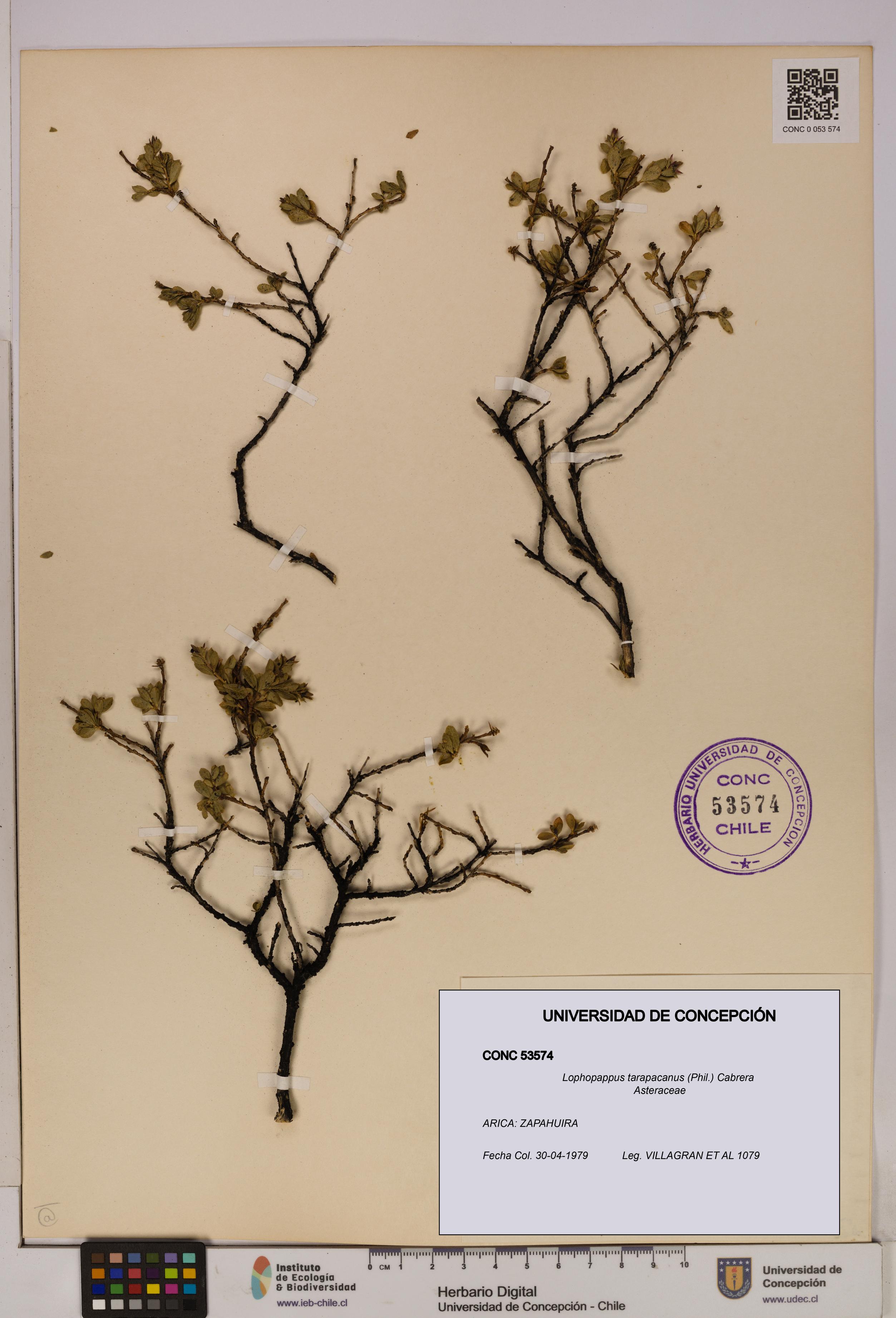 Lophopappus tarapacanus [Espécimen: UDEC:CONC:0053574]