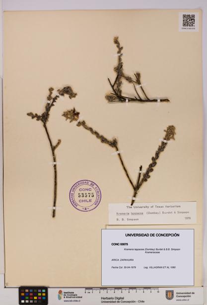 Krameria lappacea [Espécimen: UDEC:CONC:0053575]