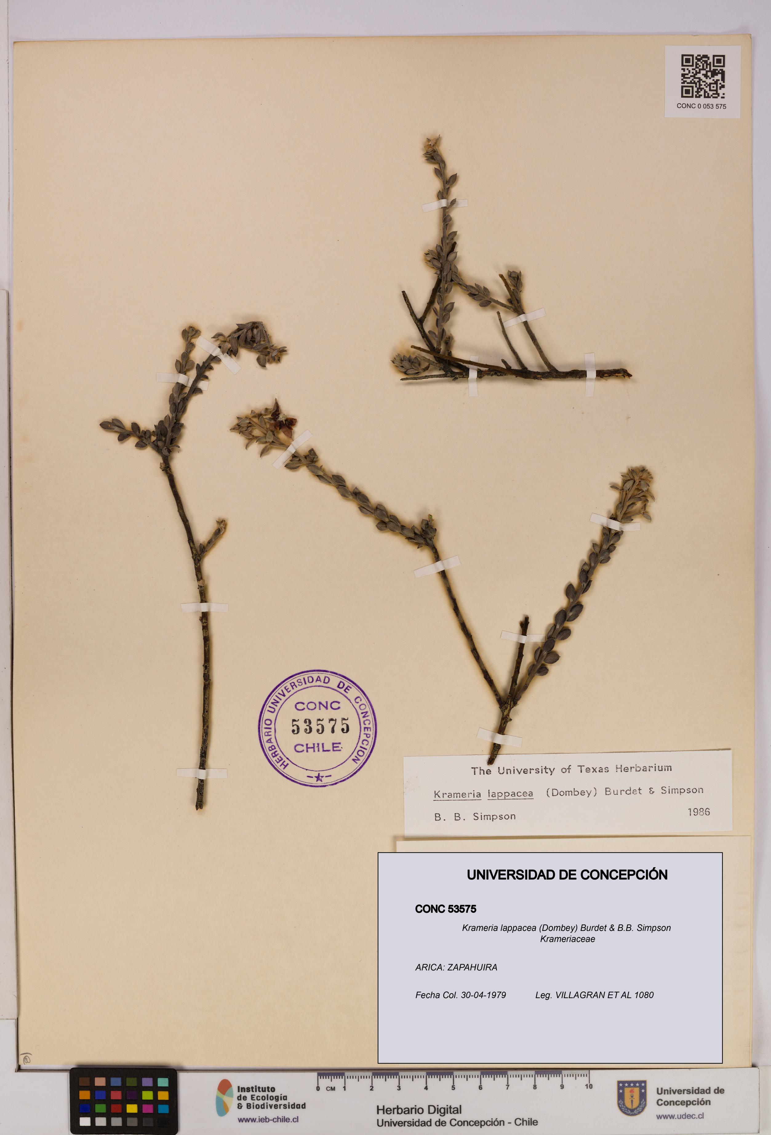 Krameria lappacea [Espécimen: UDEC:CONC:0053575]