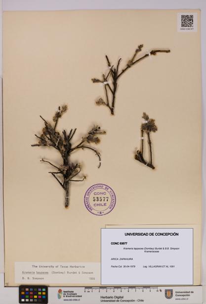 Krameria lappacea [Espécimen: UDEC:CONC:0053577]
