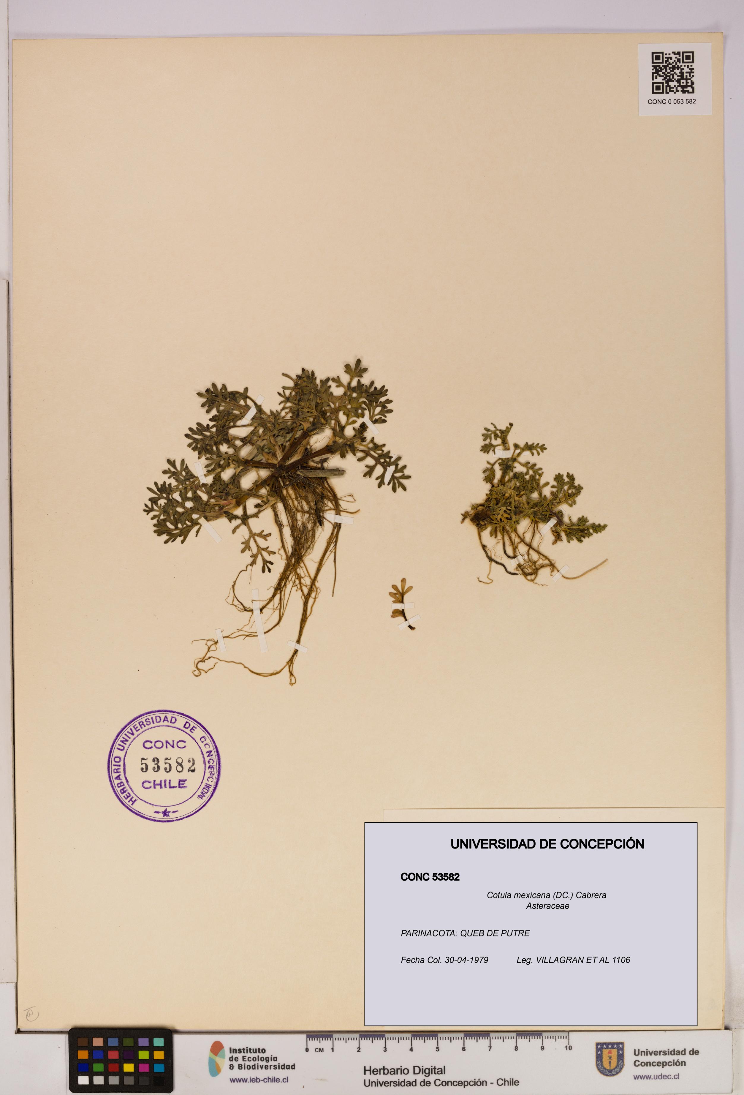 Cotula mexicana [Espécimen: UDEC:CONC:0053582]
