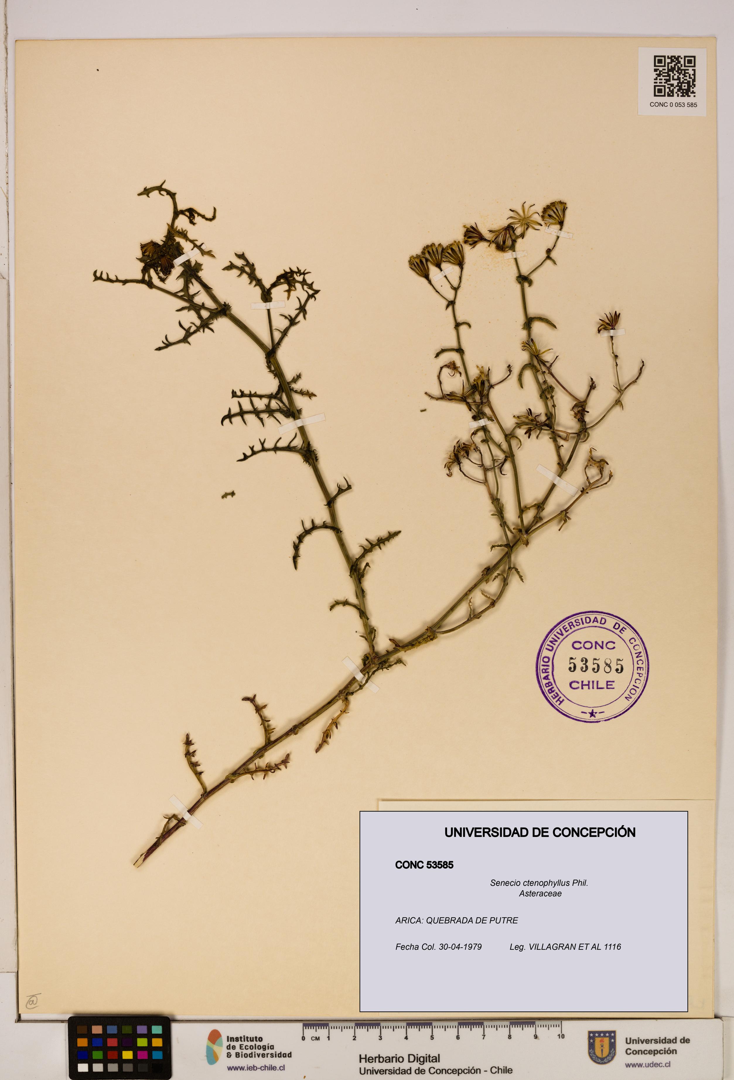 Senecio ctenophyllus [Espécimen: UDEC:CONC:0053585]