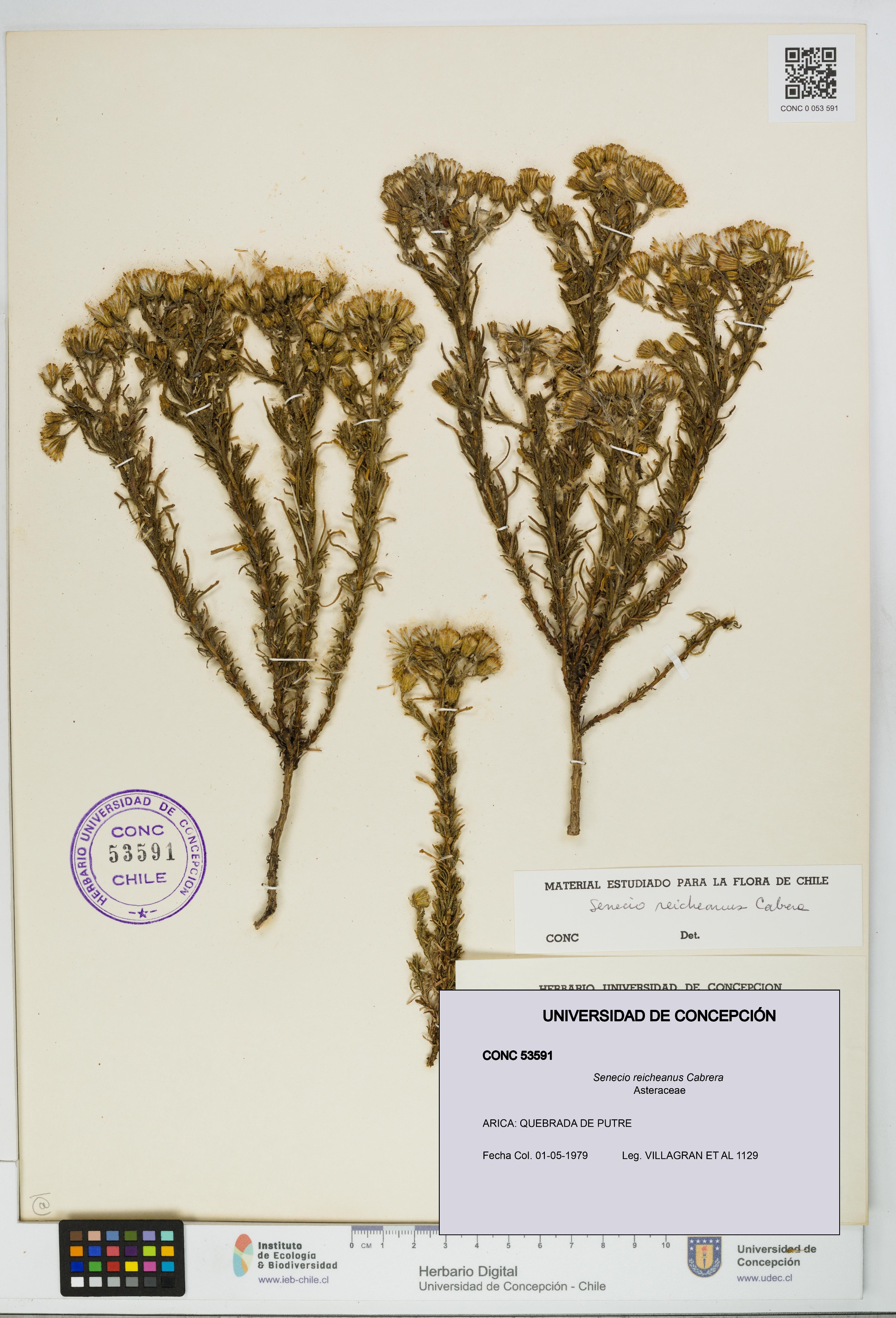 Senecio reicheanus [Espécimen: UDEC:CONC:0053591]