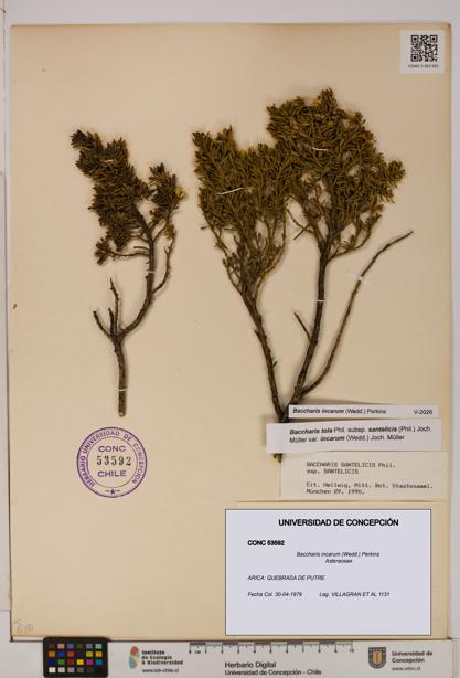 Baccharis incarum [Espécimen: UDEC:CONC:0053592]