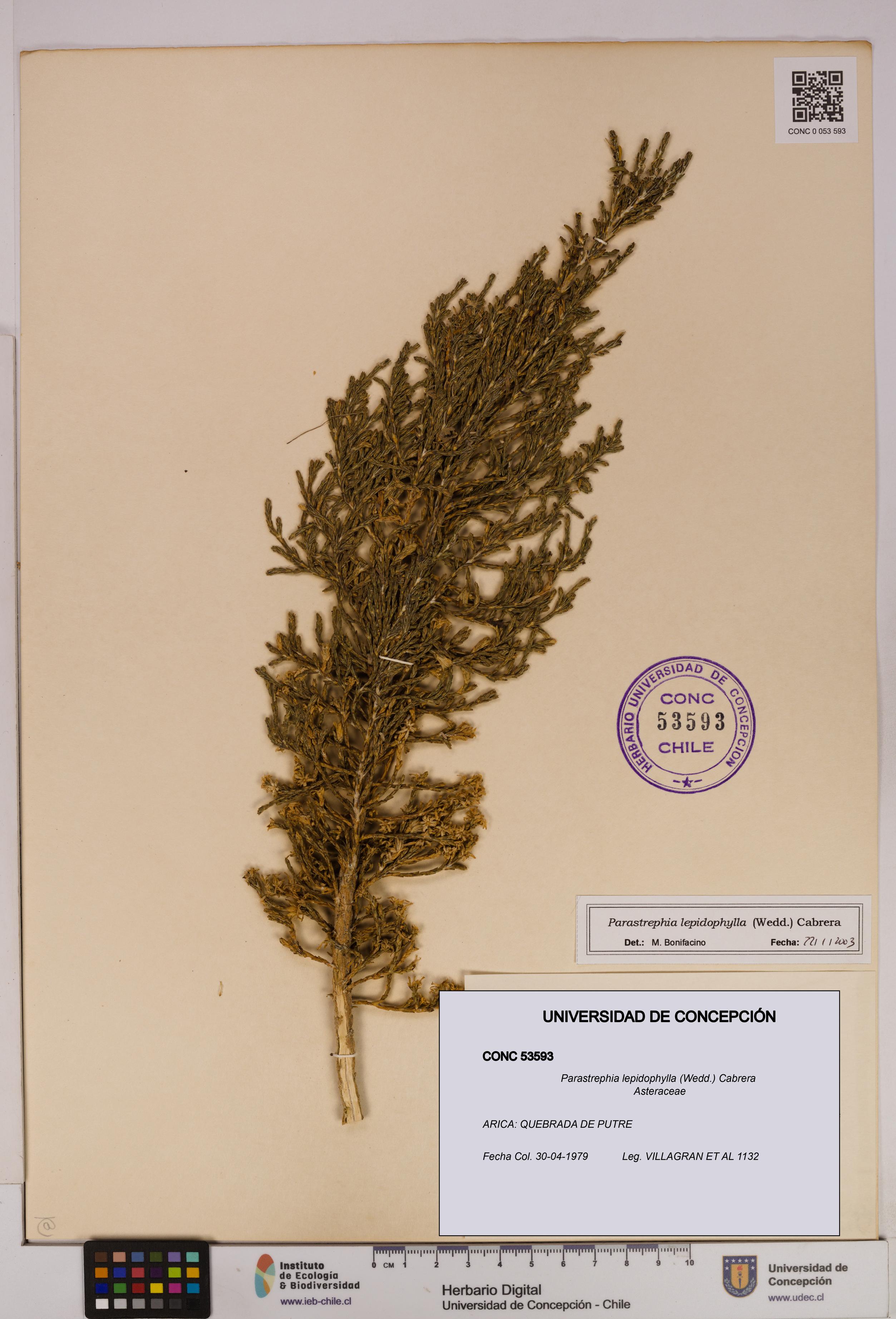 Parastrephia lepidophylla [Espécimen: UDEC:CONC:0053593]