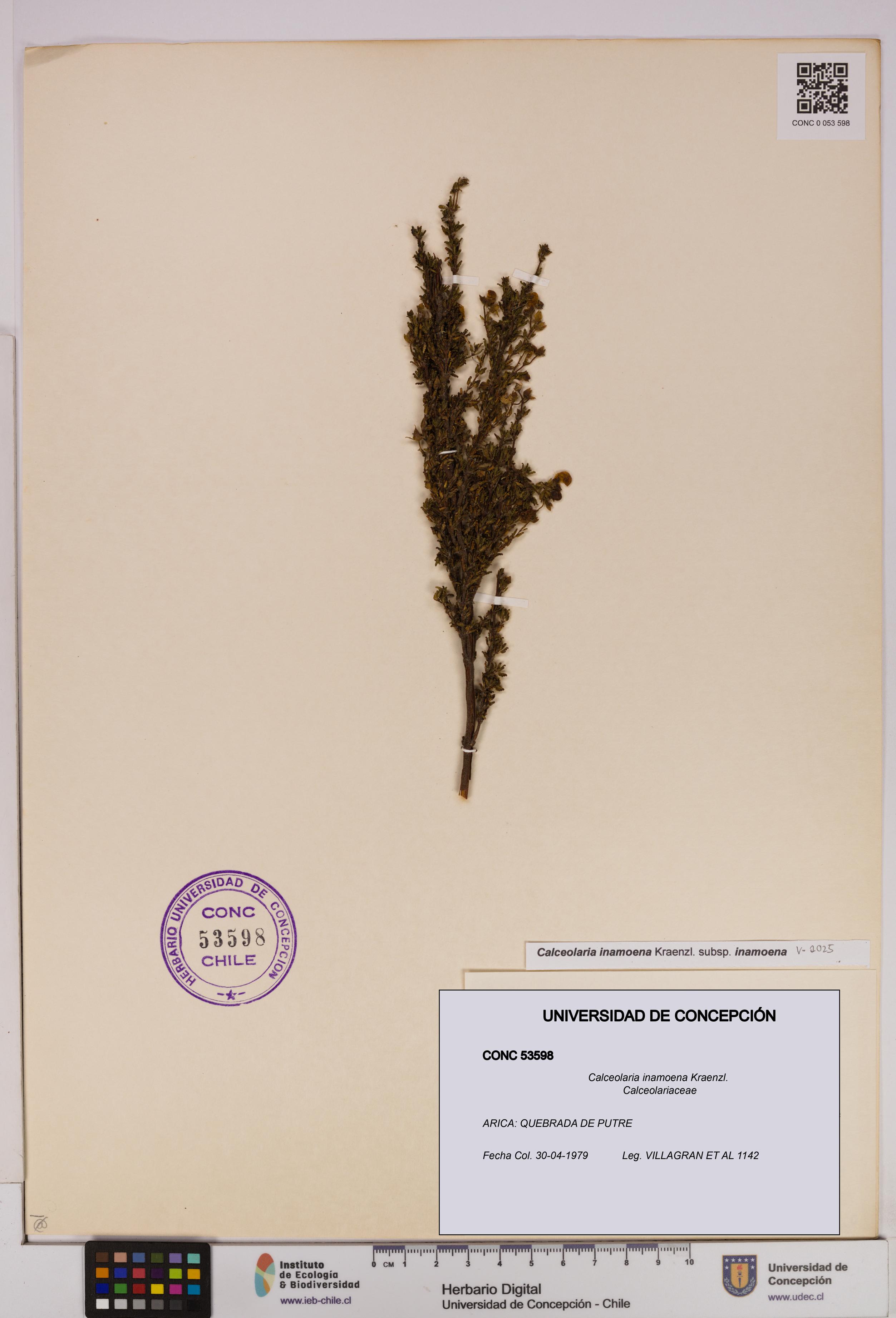 Calceolaria inamoena [Espécimen: UDEC:CONC:0053598]