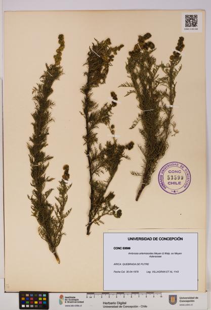 Ambrosia artemisioides [Espécimen: UDEC:CONC:0053599]