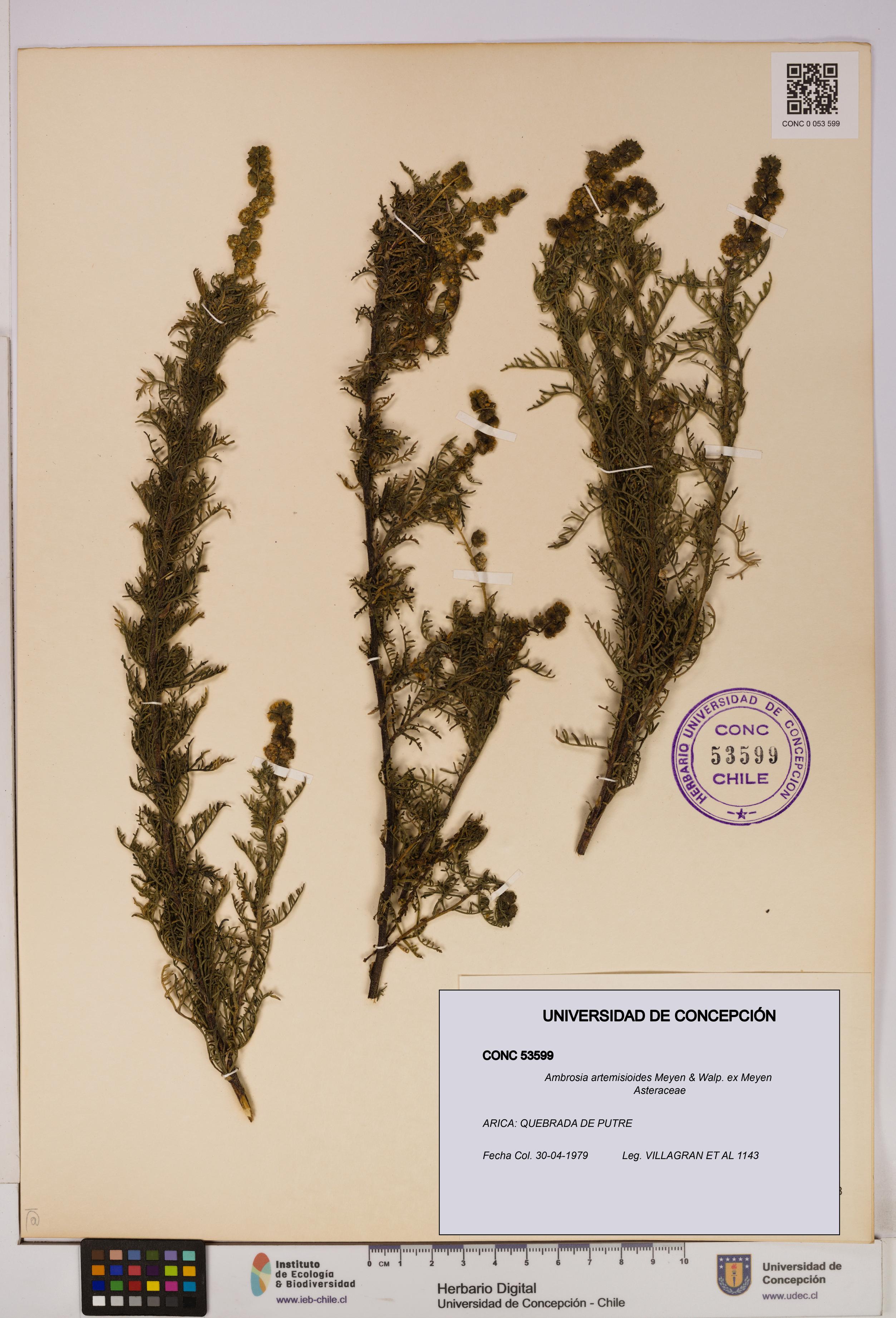 Ambrosia artemisioides [Espécimen: UDEC:CONC:0053599]
