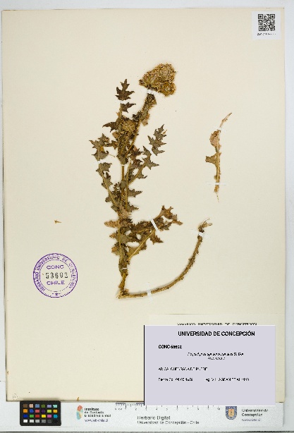 Polyachyrus sphaerocephalus [Espécimen: UDEC:CONC:0053602]