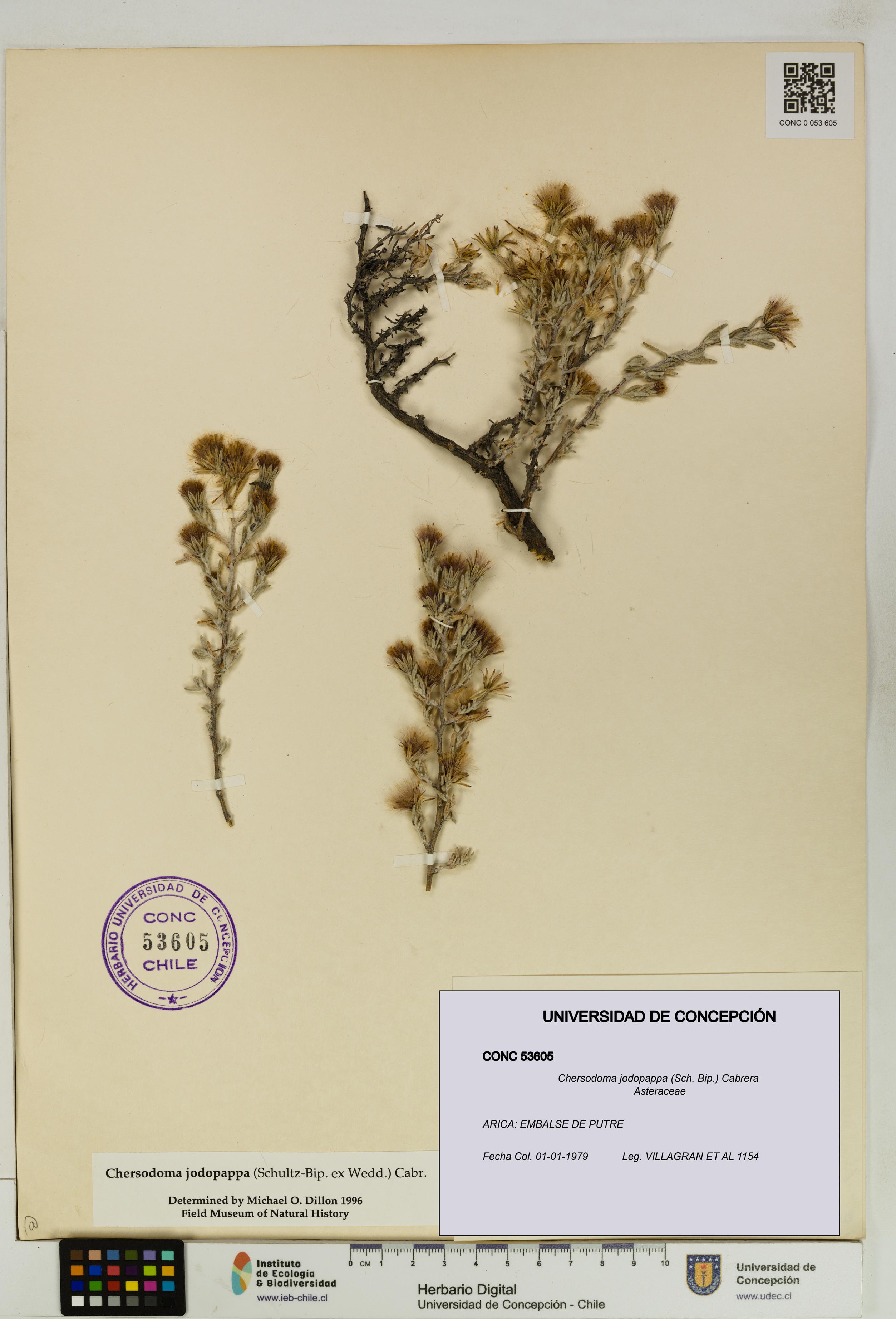 Chersodoma jodopappa [Espécimen: UDEC:CONC:0053605]