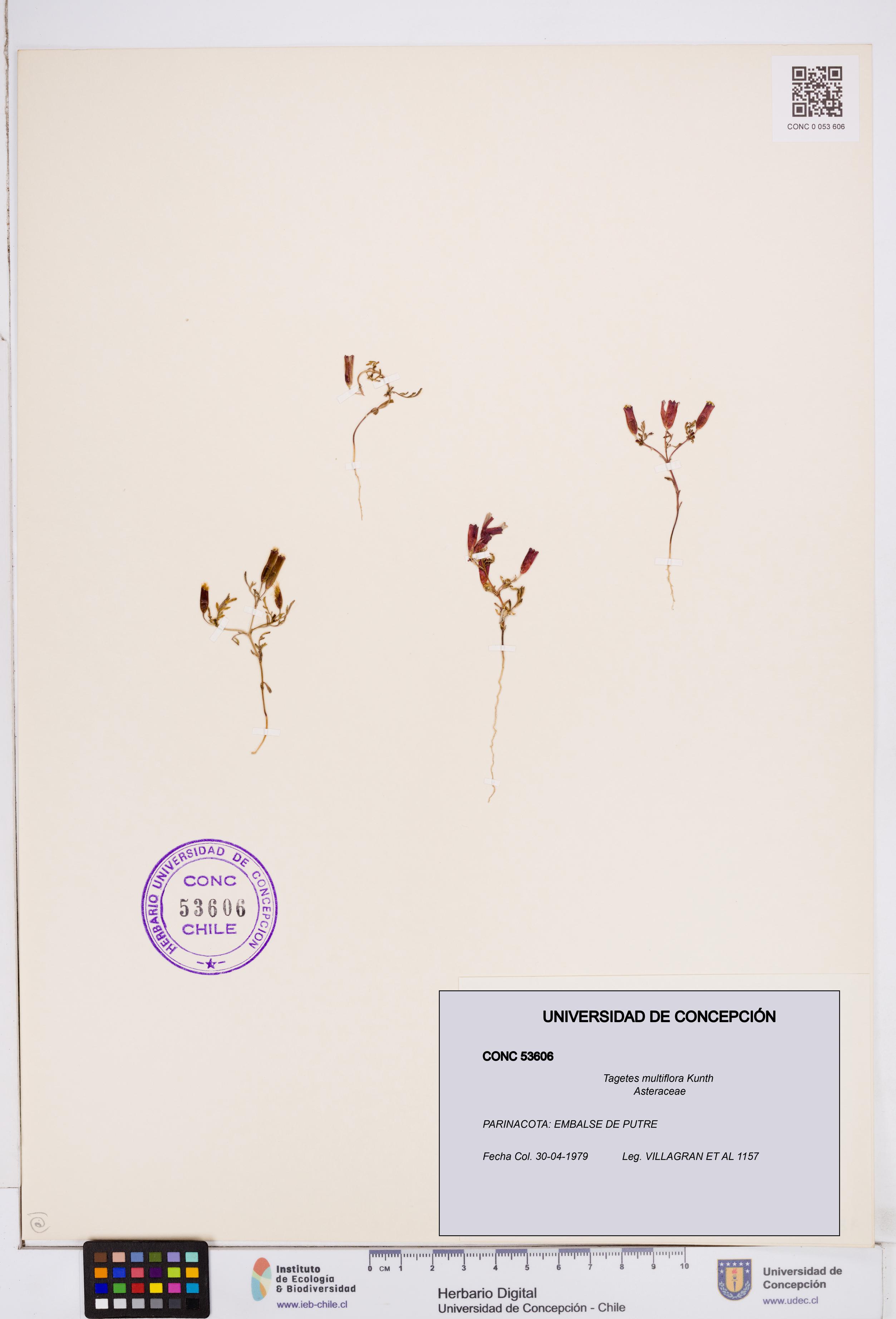 Tagetes multiflora [Espécimen: ]