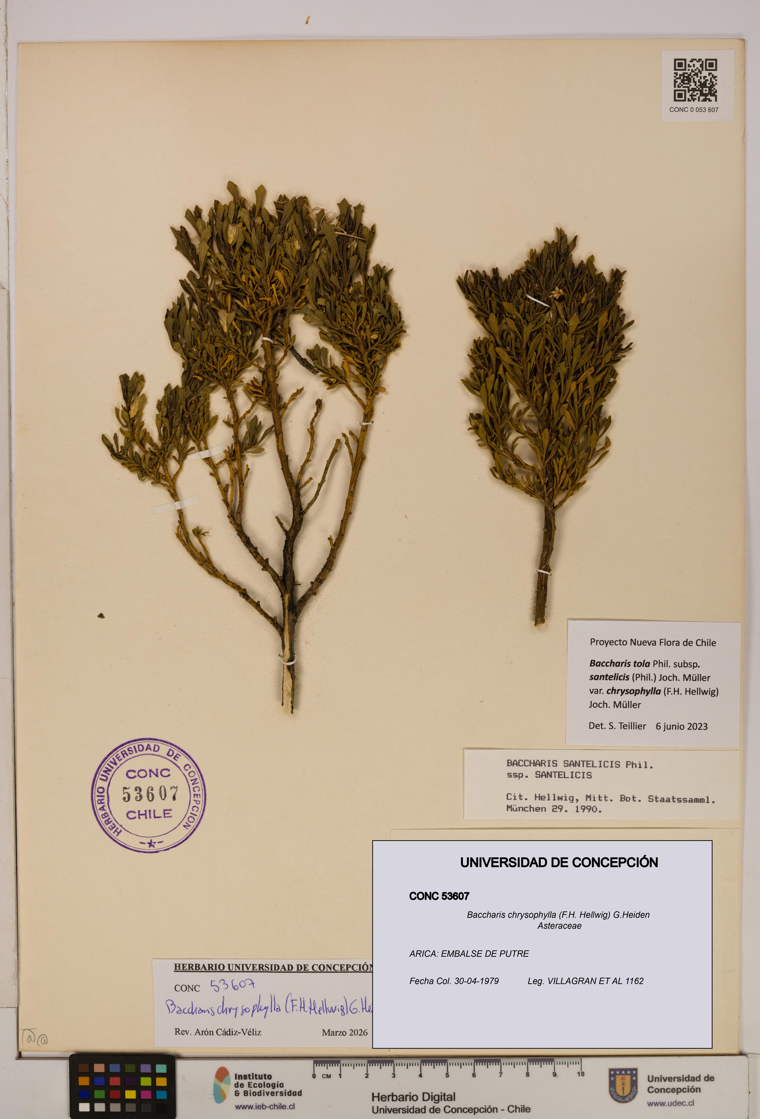 Baccharis chrysophylla [Espécimen: UDEC:CONC:0053607]