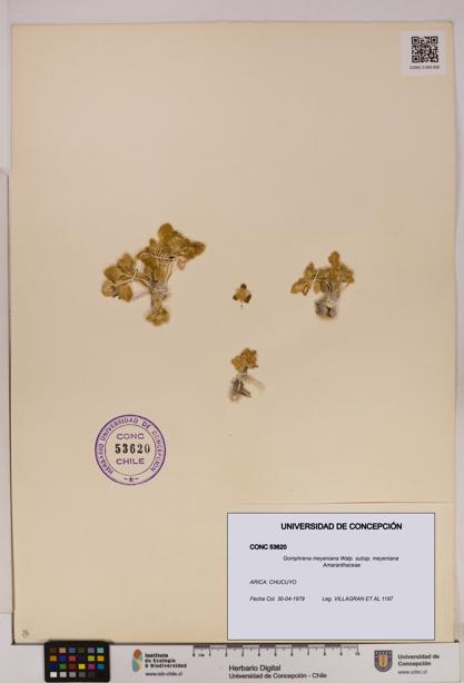 Gomphrena meyeniana subsp. meyeniana [Espécimen: UDEC:CONC:0053620]