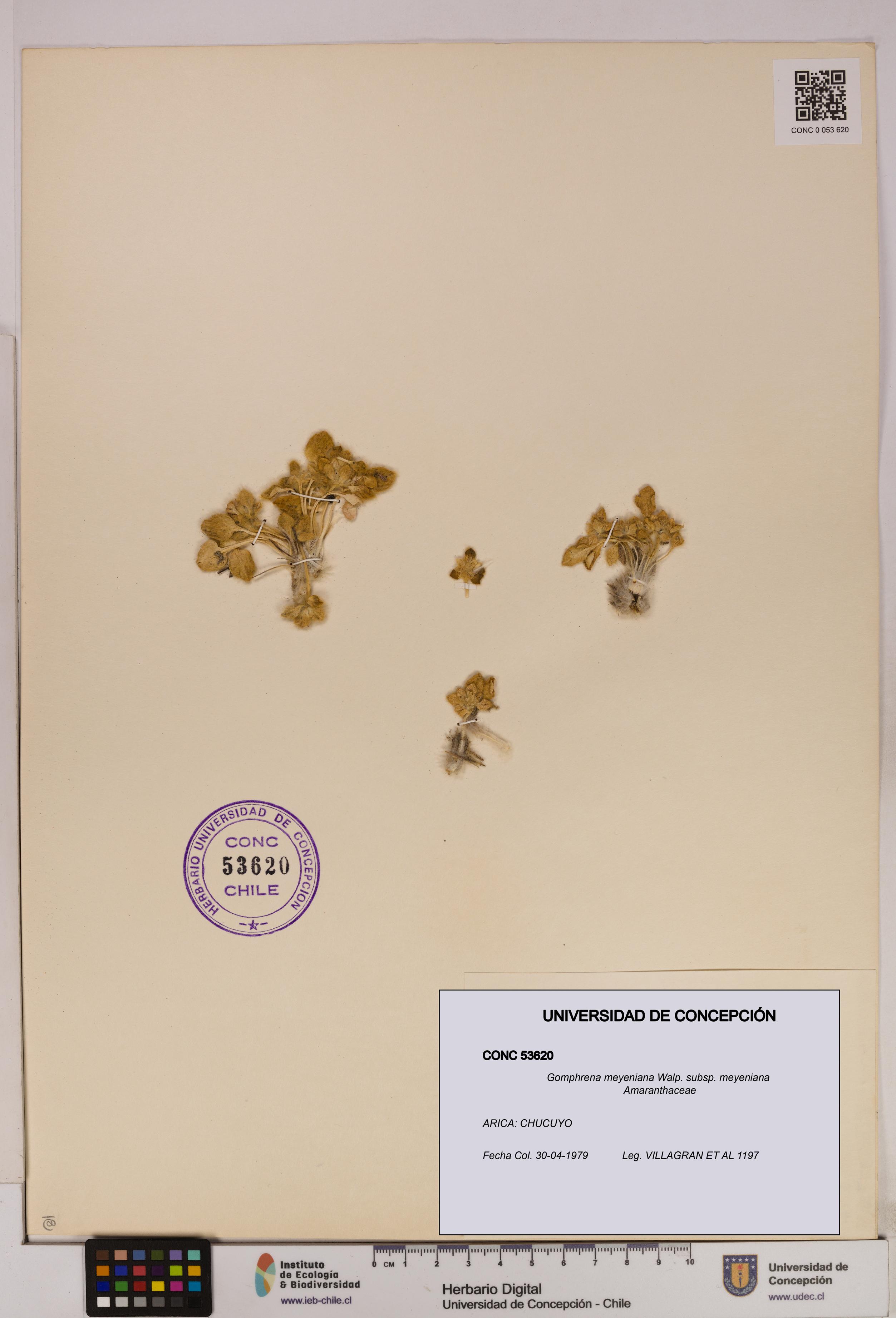 Gomphrena meyeniana subsp. meyeniana [Espécimen: UDEC:CONC:0053620]