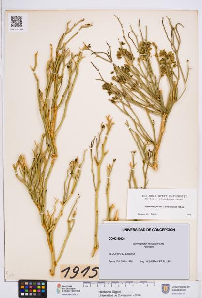 Gymnophyton flexuosum [Espécimen: ]