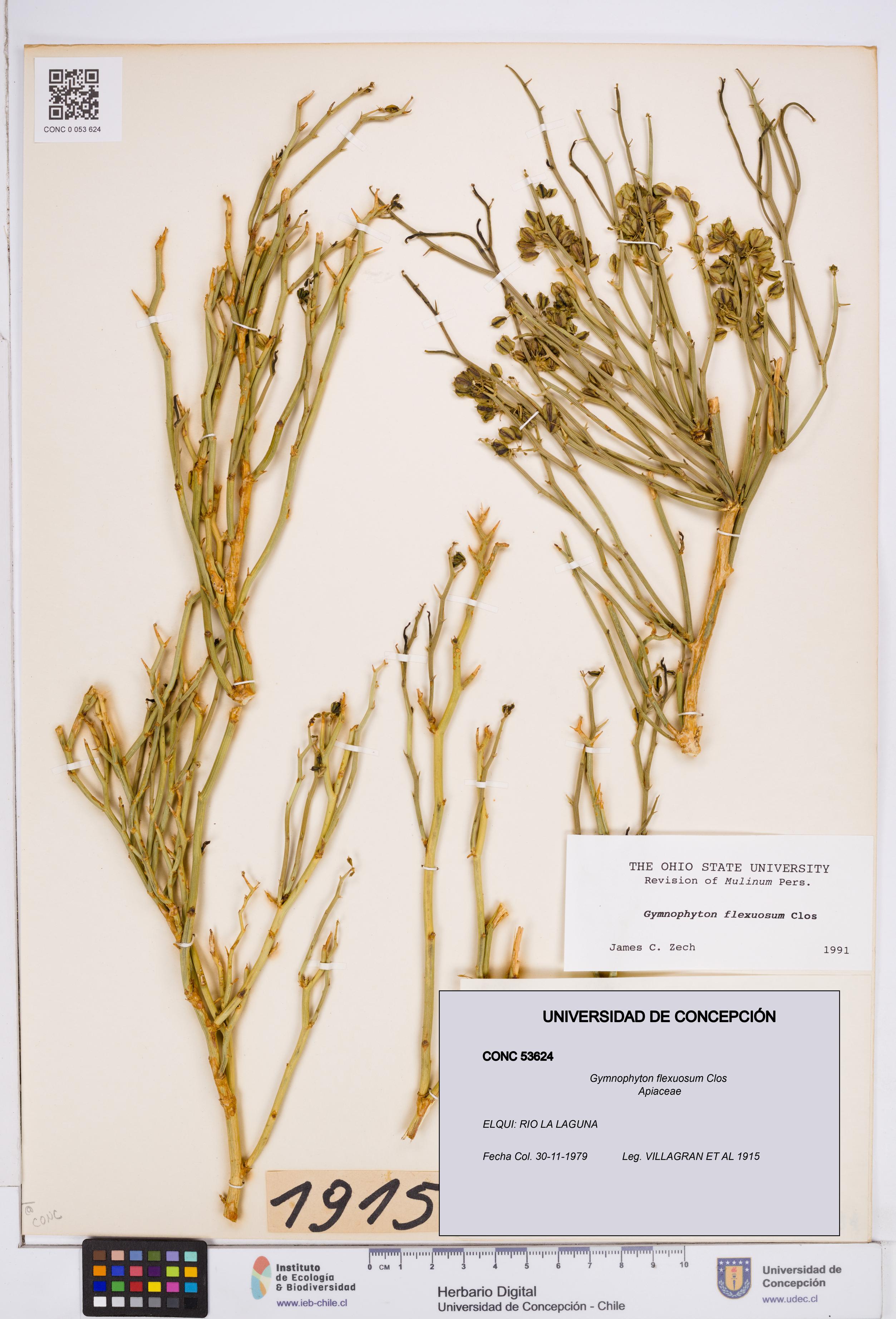 Gymnophyton flexuosum [Espécimen: ]