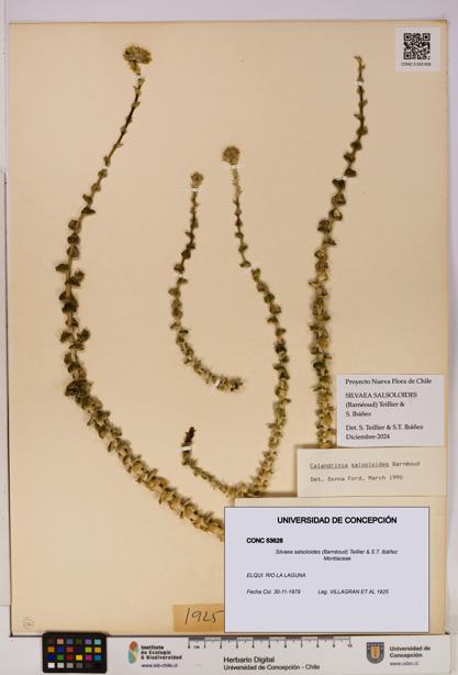 Silvaea salsoloides [Espécimen: UDEC:CONC:0053626]