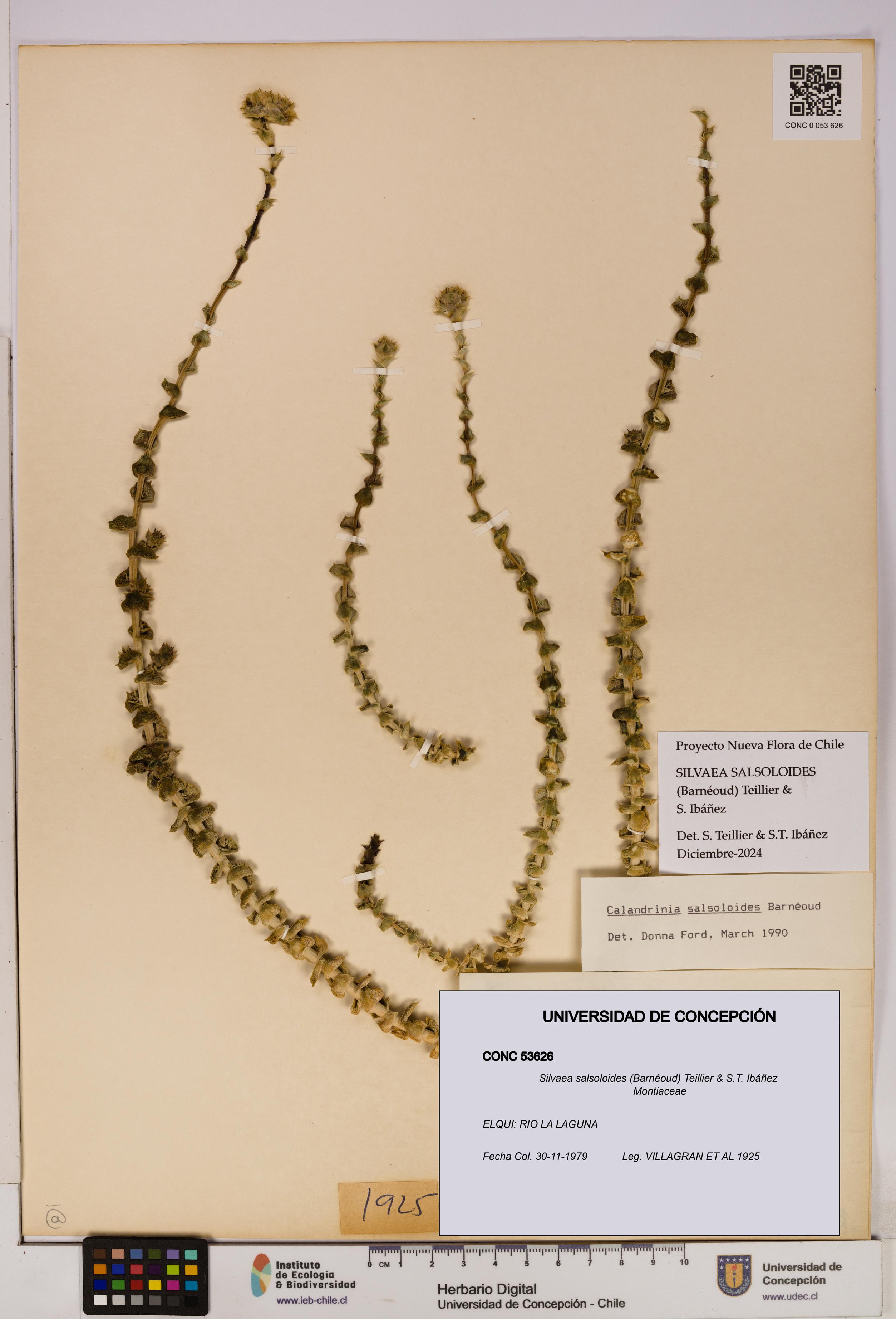 Silvaea salsoloides [Espécimen: UDEC:CONC:0053626]