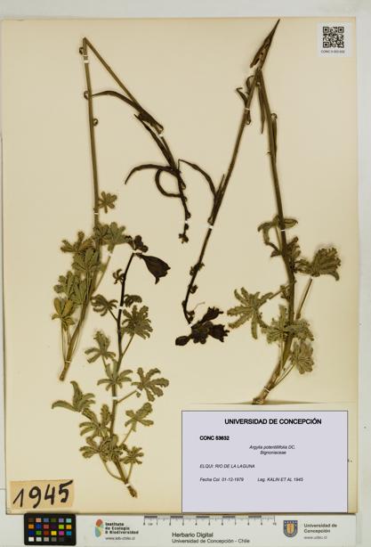 Argylia potentillifolia [Espécimen: UDEC:CONC:0053632]