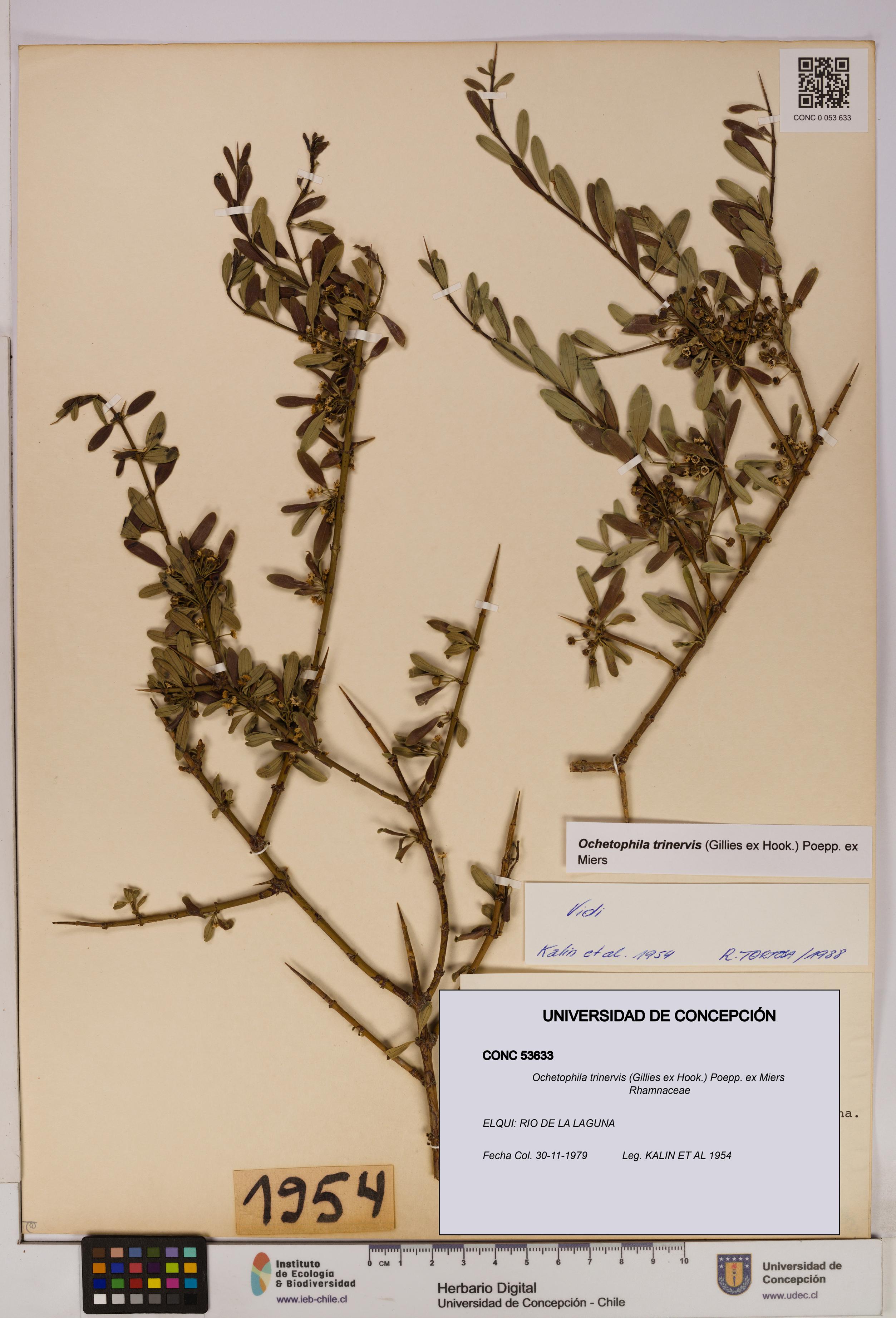 Ochetophila trinervis [Espécimen: UDEC:CONC:0053633]