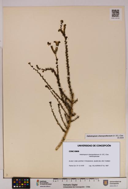 Heliotropium chenopodiaceum [Espécimen: UDEC:CONC:0053635]