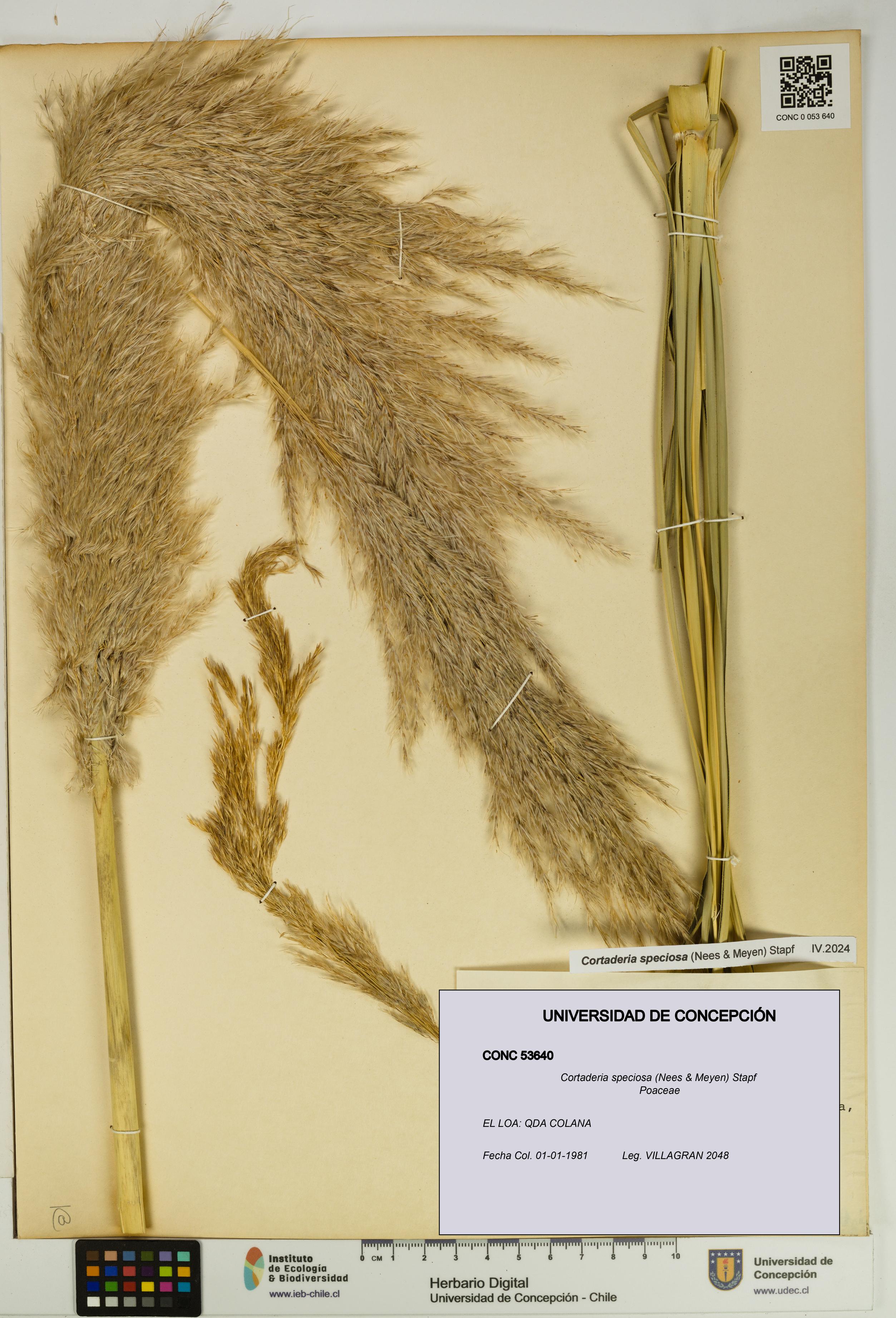 Cortaderia speciosa [Espécimen: UDEC:CONC:0053640]