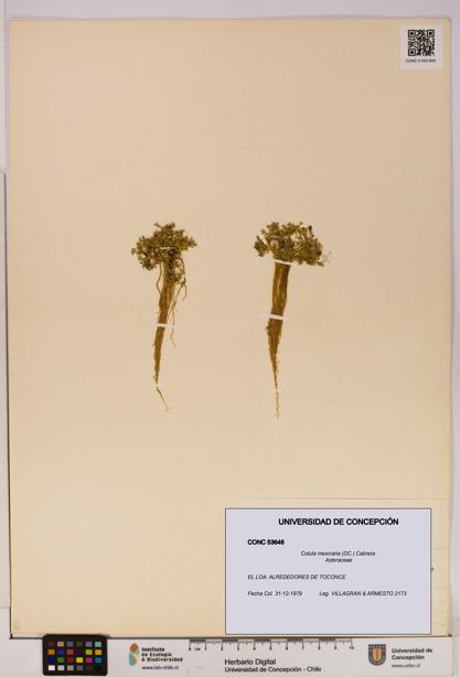 Cotula mexicana [Espécimen: UDEC:CONC:0053646]