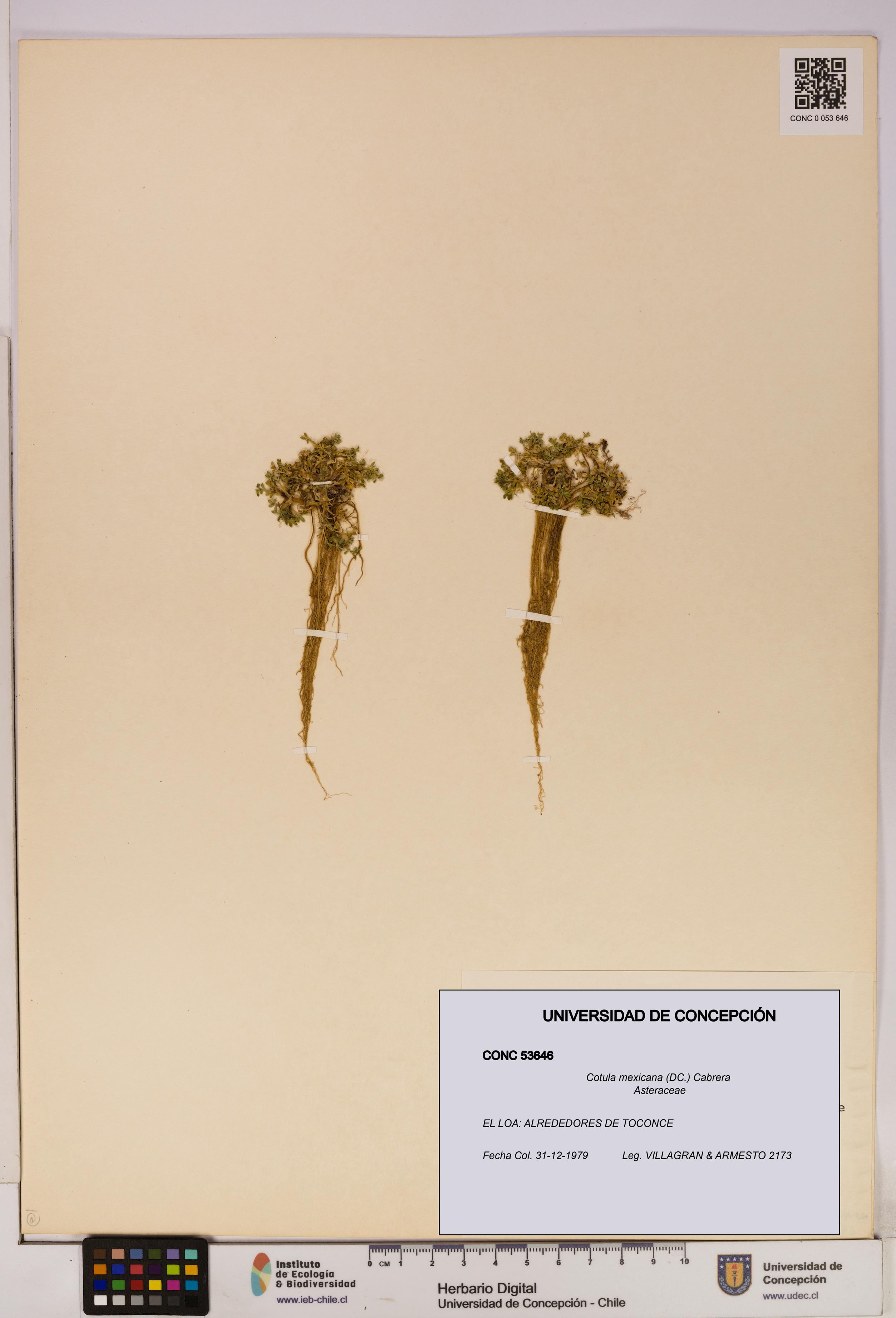 Cotula mexicana [Espécimen: UDEC:CONC:0053646]