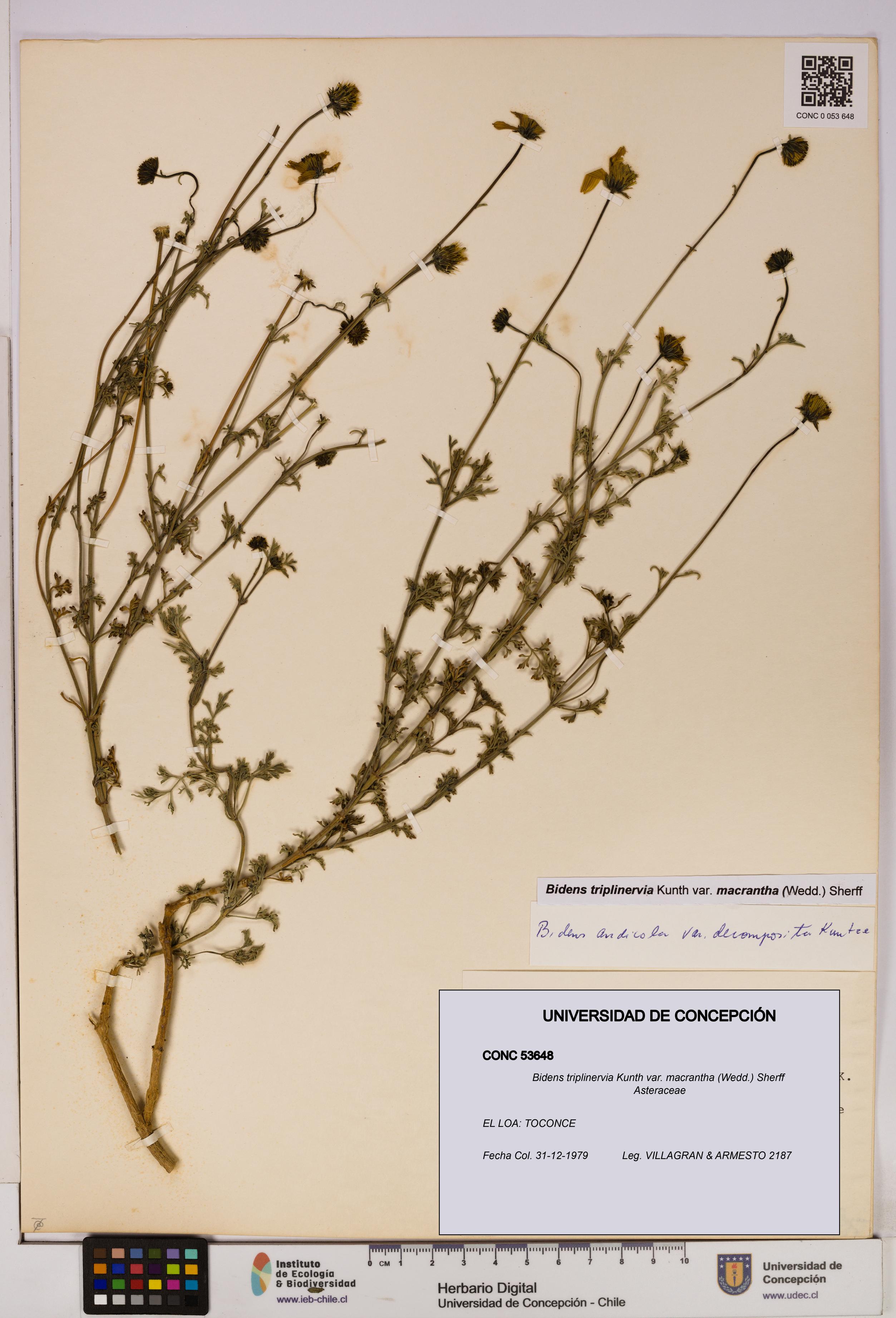 Bidens triplinervia [Espécimen: UDEC:CONC:0053648]