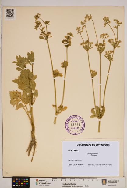 Apium graveolens [Espécimen: ]