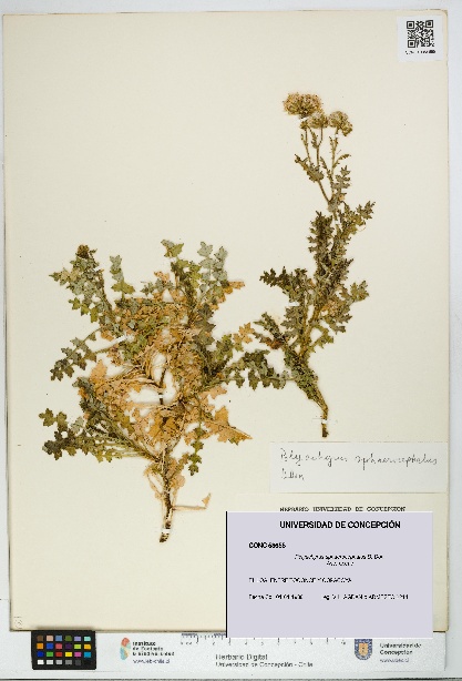 Polyachyrus sphaerocephalus [Espécimen: UDEC:CONC:0053655]