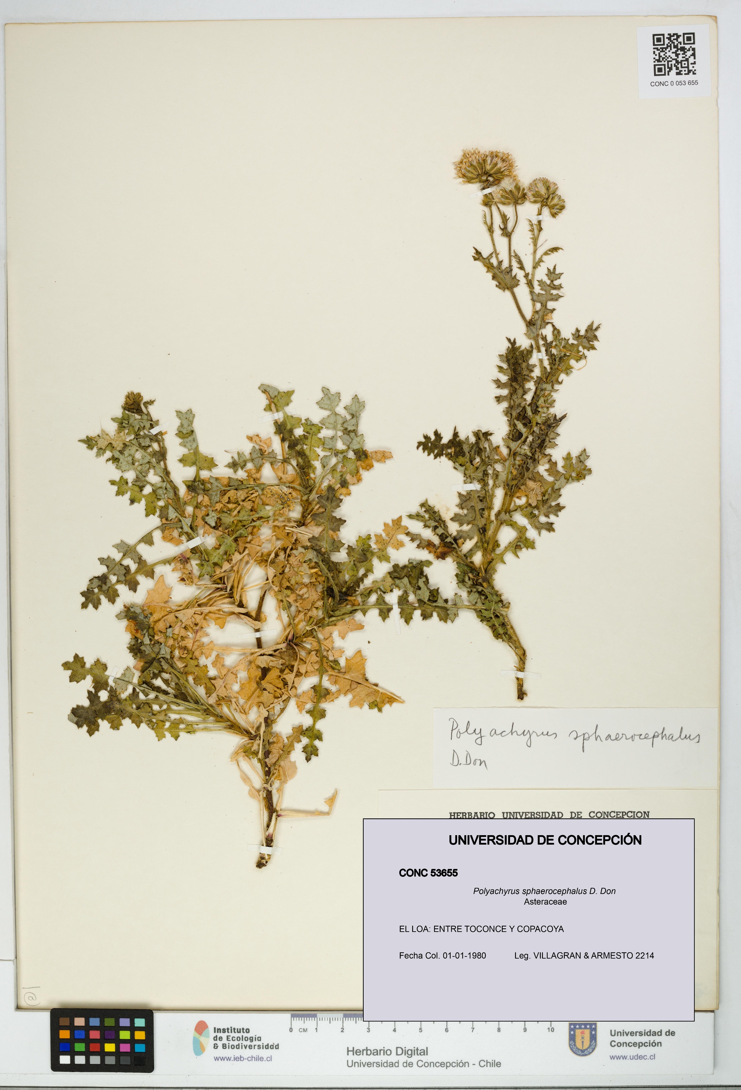Polyachyrus sphaerocephalus [Espécimen: UDEC:CONC:0053655]