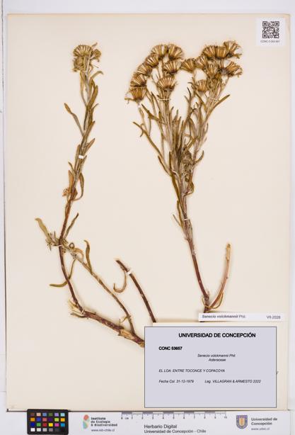 Senecio volckmannii [Espécimen: ]