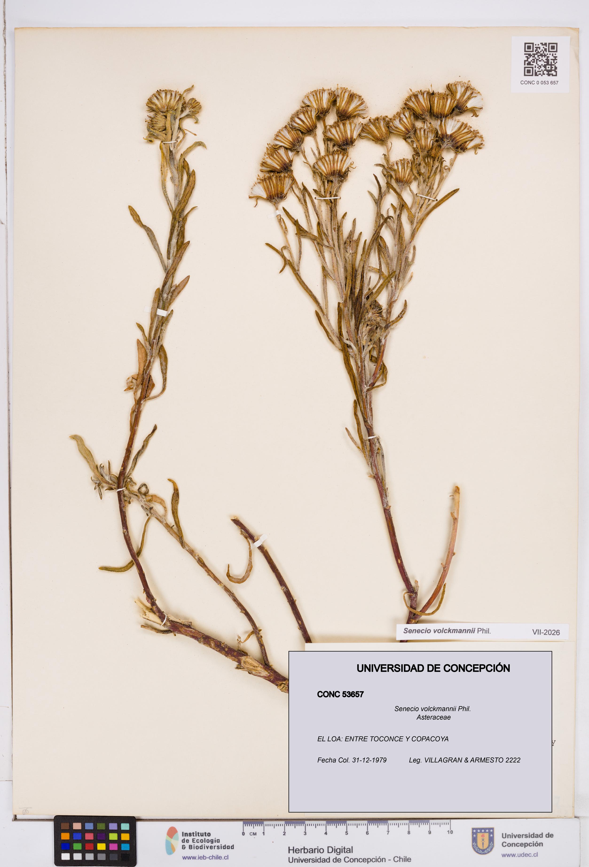 Senecio volckmannii [Espécimen: ]