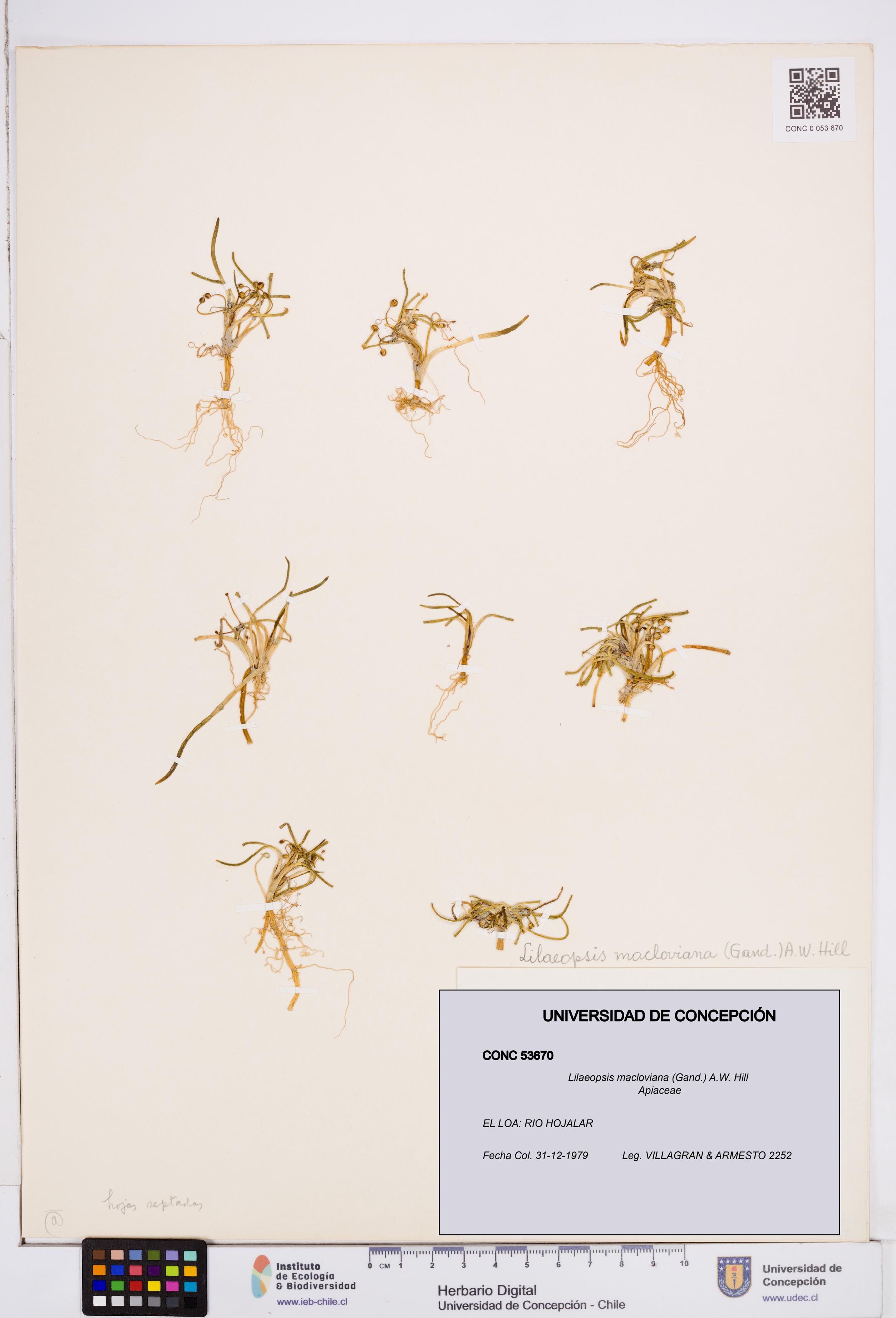 Lilaeopsis macloviana [Espécimen: ]